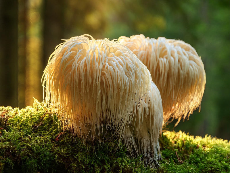 Lion's mane mushrooms growing on moss in a forest
